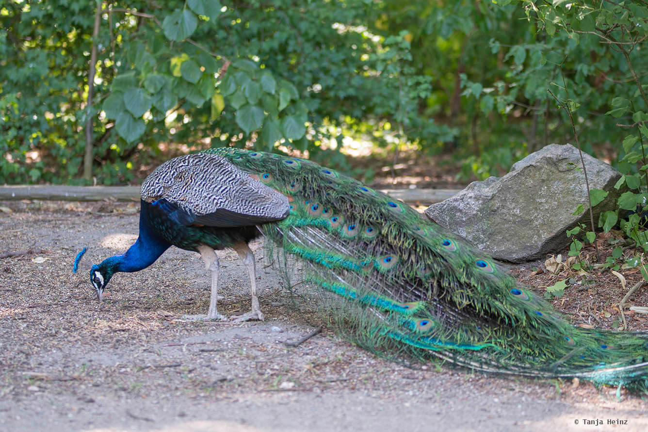 Saanane Island Cultural & Nature Day Trip